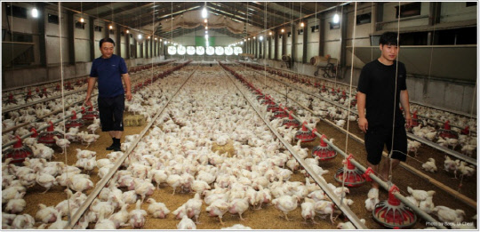 전북 익산 황등면에서 권혁길 씨가 운영 중인 동물복지 인증 농가 사육장 <하림 제공>